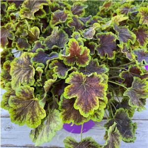 Гейхерелла 