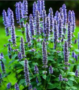 Иссоп лекарственный, C3 (синий)
