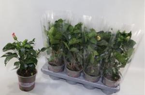 Гибискус Смесь С13 Н35