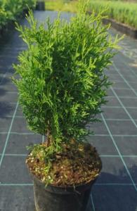 Туя западная Колумна H60 С3 (Монблан)