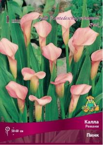 Калла Ремани Пинк 1шт (розовый,  14/16)