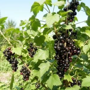 Смородина черная Геркулес (САД)