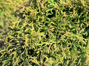 Туя западная Литтл Джем Н40+ WRB (Монблан)