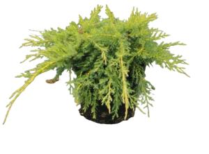 Можжевельник Пфитцериана Ауреа (Juniperus Pfitzeriana Aurea С3)