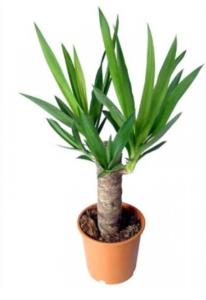 Юкка 2 ст, в асс. (D-17; H-75)