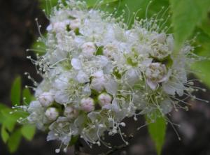 Спирея японская Албифлора (Albiflora) с3