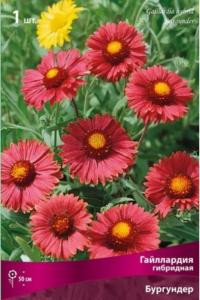 Гайллардия гибридная Бургундер (тёмно-красный, 1шт, I)