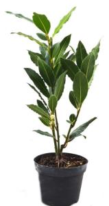 Лавр нобилис, (D-9)