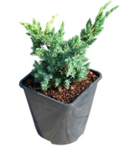 Можжевельник чашуйчатый Мейри Компакта (Juniperus sguamata Meyeri Compacta С3)