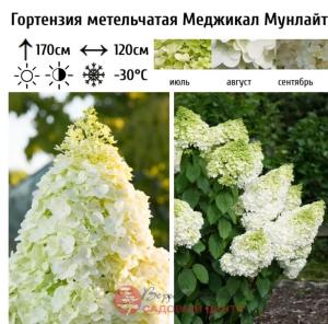 Гортензия метельчатая Меджикал Мунлайт С3 СП-23 (бело-зеленый)