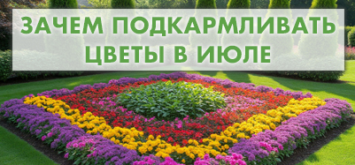 Зачем подкармливать цветы в июле