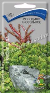 Молодило кровельное (ЦВ) (