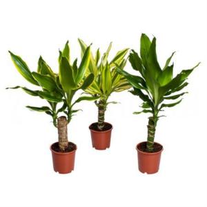 Драцена фрагранс Микс 1 ст, наб. (D-12) Драцена фрагранс Микс 1 ст, наб. (D-12)