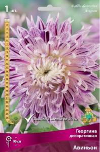 Георгина Авиньон 1шт.