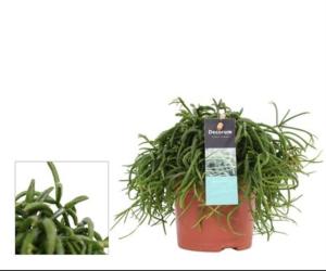 Папоротник Смесь С12 H25