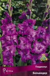 Гладиолус Бельведер (пурпурно-сиреневый с легкими высветлениями, 80-110см, 5шт, 12-14)