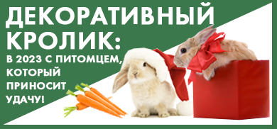 Декоративный кролик: в 2023 год с питомцем, приносящим удачу! Декоративный кролик: в 2023 год с питомцем, приносящим удачу!