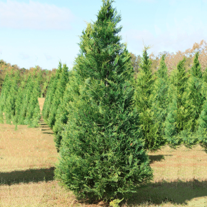 Купрессоципарис лейланда С3 (ГРС)