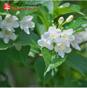 Вейгела цветущая Сноуфлейк С3 СП (цветы колокольчатые розовые, с красноватым оттенком)