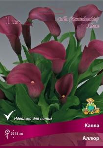 Калла Аллюр 1шт (винно-красный,  14/16)