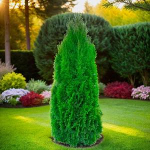 Туя западная Колумна 140-160 cm RB  C15 1-1