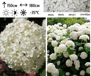 Гортензия древовидная  Аннабель  С5 СП-22