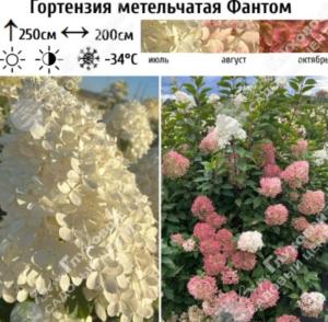 Гортензия метельчатая Фантом C45 ГлХ