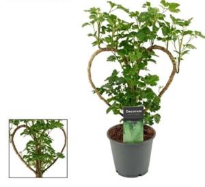 Полисциас Сердце С12 Н45