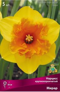 Нарцисс Крупнокорончатый Мирар 5шт (ярко-желтый, 12-14, h40см) Нарцисс Крупнокорончатый Мирар 5шт (ярко-желтый, 12-14, h40см)