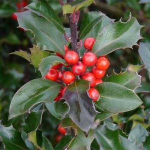 Падуб Мезерва (Ilex x meserveae Blue Princess) C-12 Н50-60 