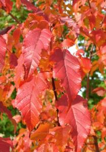 Клен Гиннала с3 (Никитенко)