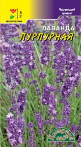 Лаванда ПУРПУРНАЯ (Пурпурный ковер) 5шт Мн 40см (Цвет сад)