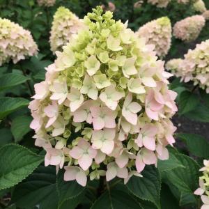 Гортензия метельчатая Коттон Крим (ПГ)1