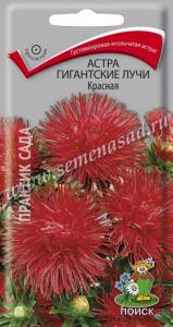 Астра Гигантские лучи Красная (ЦВ) (