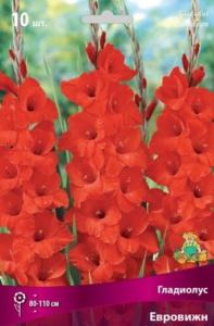 Гладиолус крупноцветковый Евровижн 10шт (красный с белым штрихом, 10/12)