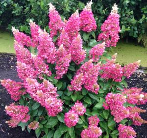 Гортензия метельчатая (Hydrangea paniculata Pinky Winky PBR) C5 Н40 - 60