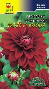 Георгина Фигаро F1 Красная махровая Цвет сад