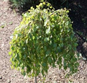 Береза повислая (Betula pendula Zцld Szakбll) C5 Pa Н100 - 120