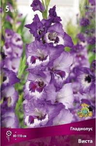 Гладиолус крупноцветковый Виста 5шт (сиреневый с пурпурными и белыми пятнами, 12-14)