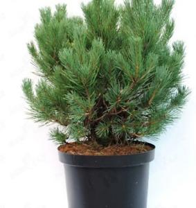 Сосна обыкновенная Ватерери C10