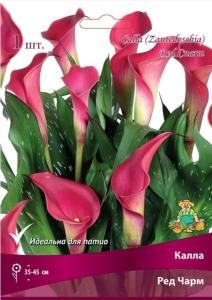 Калла Ред Чарм (красный, 1шт, 14-16)