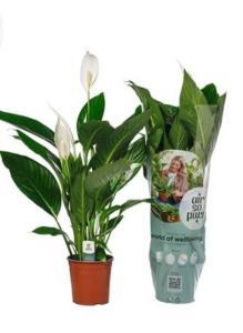 Спатифиллум Винго Купидо 4+ С17 H70