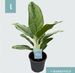 Аглаонема Цинто Королева С14 H40