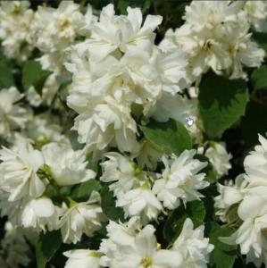 Чубушник Шнеештурм С3см 