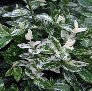 Бересклет Форчуна Харлеквин (С2)