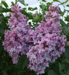 Сирень обыкновенная Серебряные звезды с3 (Никитенко)