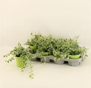 Фикус Пумила Бель Санни С12 Н25 Фикус Пумила Бель Санни С12 Н25