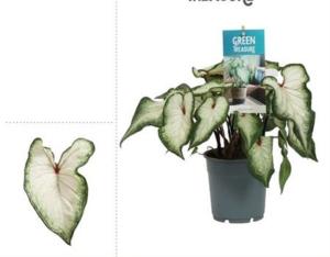 Каладиум Вайт С12 Н25