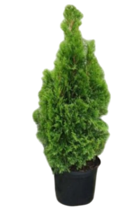 Картинка-Photoroom (4)