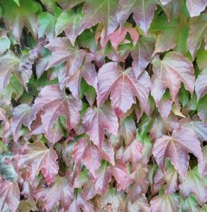 Скриншот 21-04-2026 145507